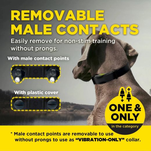 DOGTRA Ferntrainer ARC-X | 2 Hunde