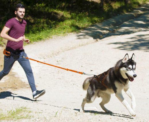 I-DOG CANICROSS Traktionsleine ONE