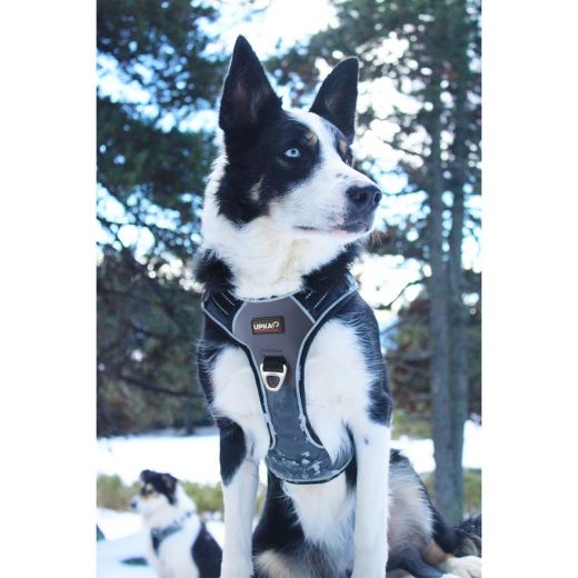 I-DOG Geschirr STYLE grau