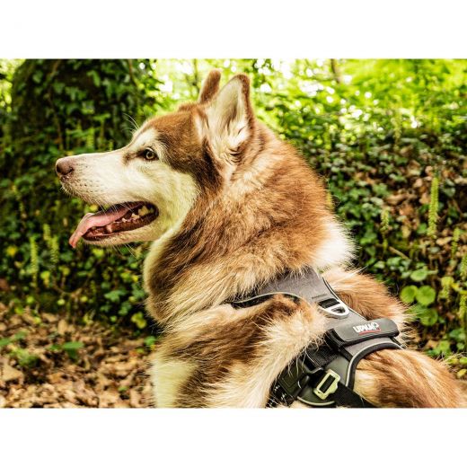 I-DOG Geschirr STYLE grau