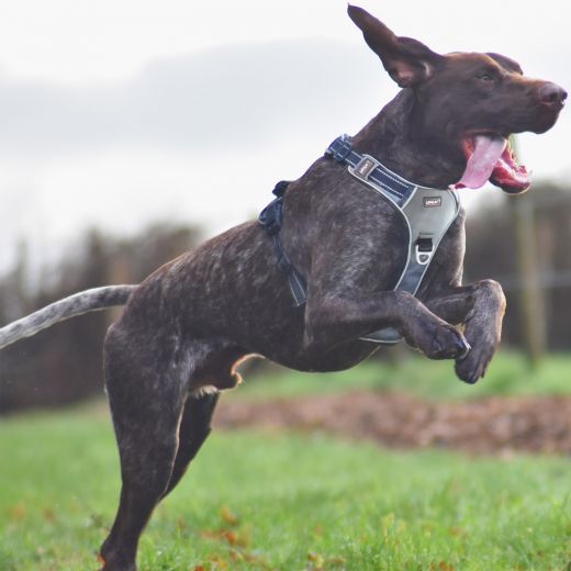 I-DOG Geschirr STYLE grau