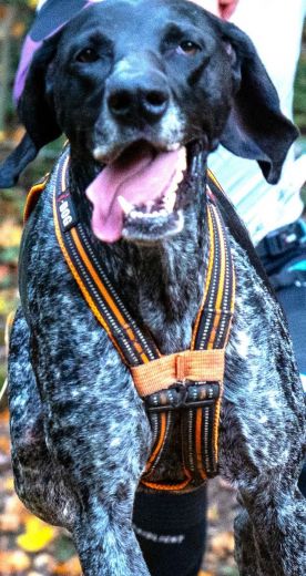 I-DOG Geschirr CANICROSS X-Back ONE