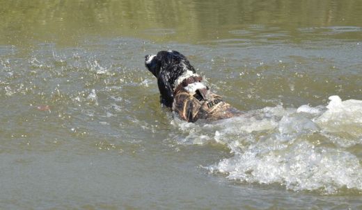 CANIHUNT Lockjagdweste NEOPRO V2