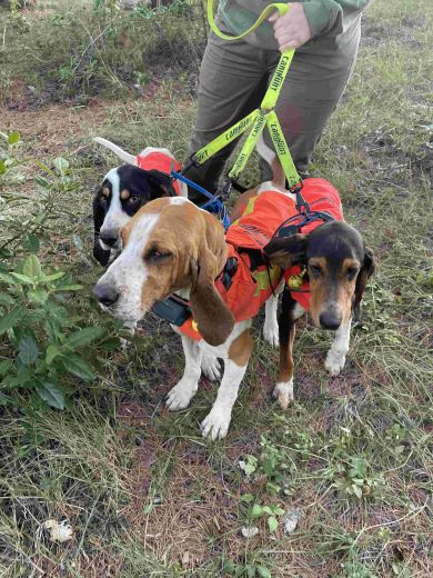 CANIHUNT Dreifach-F�hrleine HUNTER