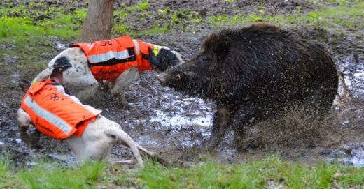 BROWNING Hundeschutzweste PROTECT ONE ECO