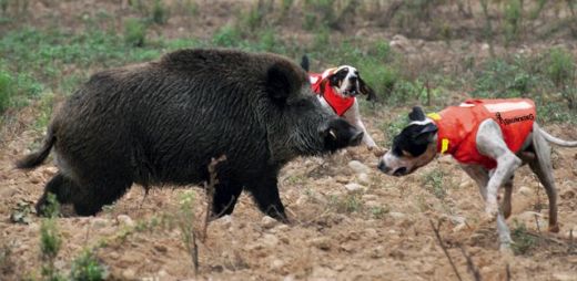 BROWNING Hundeschutzweste PROTECT ONE ECO