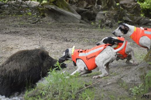 BROWNING Hundeschutzweste PROTECT HUNTER