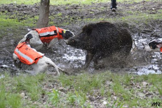 BROWNING Hundeschutzweste PROTECT HUNTER