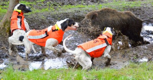BROWNING Hundeschutzweste PROTECT PRO - Orange