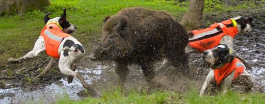 BROWNING Hundeschutzweste PROTECT PRO - Orange