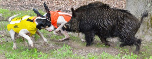 CANIHUNT Hundeschutzweste PROTECT PRO CANO