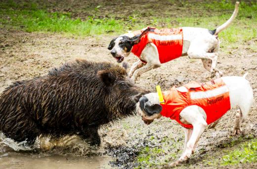 CANIHUNT Hundeschutzweste PROTECT ECO