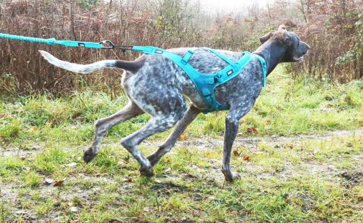 I-DOG Zugleine ALM OPALE 190cm