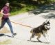 I-DOG CANICROSS Traktionsleine ONE