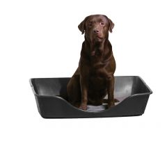 CooCoo Design WONDERFOLD faltbares Reise-Hundebett mit Kissen CooCoo Design WONDERFOLD faltbares Reise-Hundebett mit Kissen