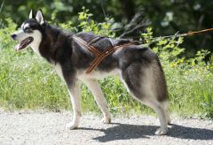 I-DOG Geschirr CANICROSS X-Back ONE