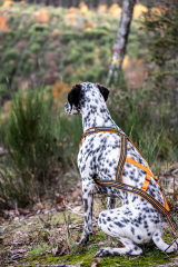I-DOG Geschirr CANICROSS X-Back ONE